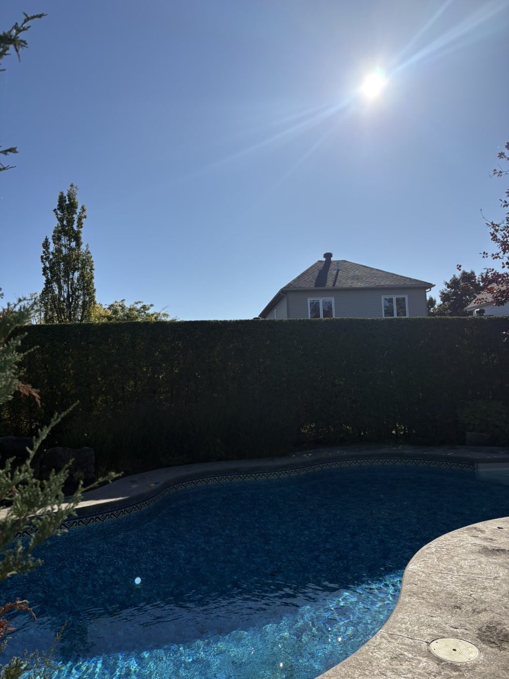 Haie de cèdres entretenue autour d’une piscine
