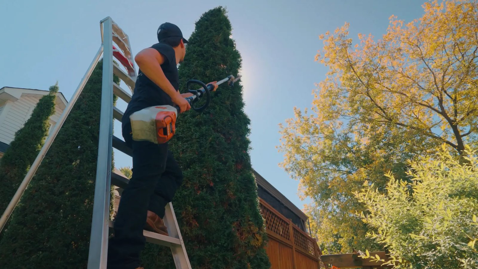 Taille d’un cèdre en hauteur par Paysanova
